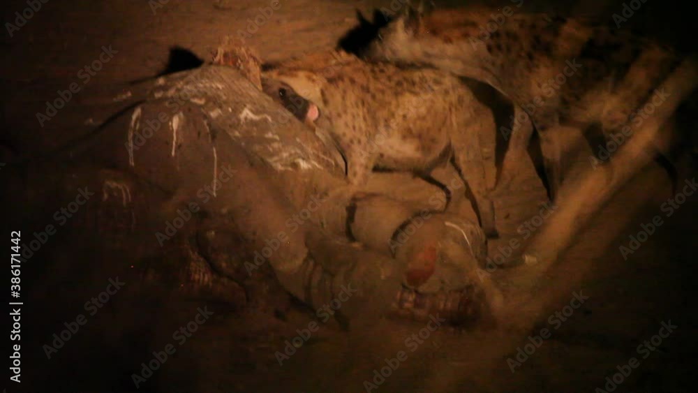 The Spotted Hyena (Crocuta crocuta) (laughing hyena) feeding on the death elephant and death crocodile in the dark night. Group of hyenas feeding in Zambia. The Spotted Hyena (Crocuta crocuta) (laughing hyena) feeding on the death elephant and death crocodile in the dark night. Group of hyenas feeding in Zambia.