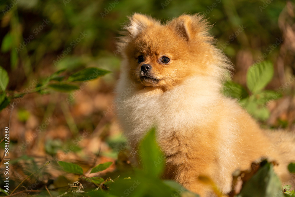 Mini-Spitz im Herbstwald