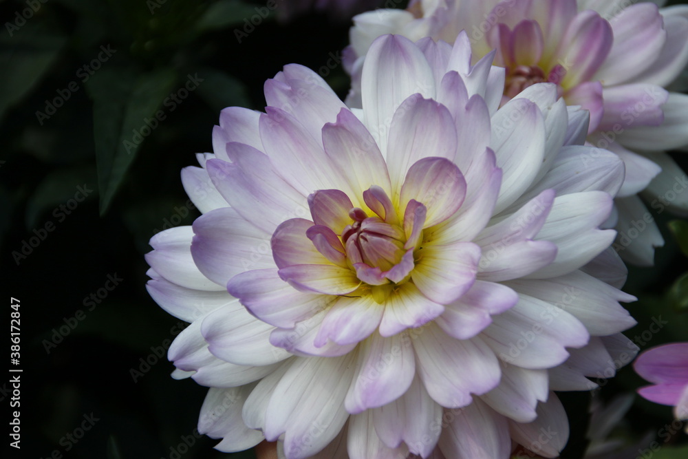 Obraz premium Dahlienblüte