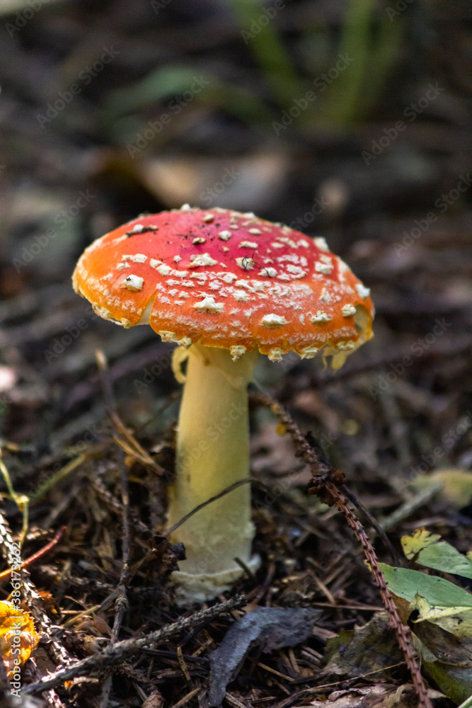 Fly agaric (Amaníta) is a genus of mycorrhizal lamellar fungi of the Amanitaceae family. Fly agaric (Amaníta) is a genus of mycorrhizal lamellar fungi of the Amanitaceae family.
