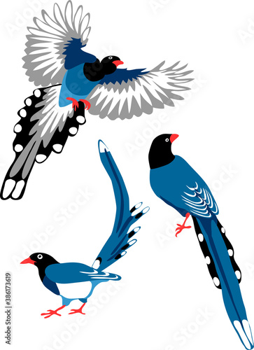 Red billed blue magpie