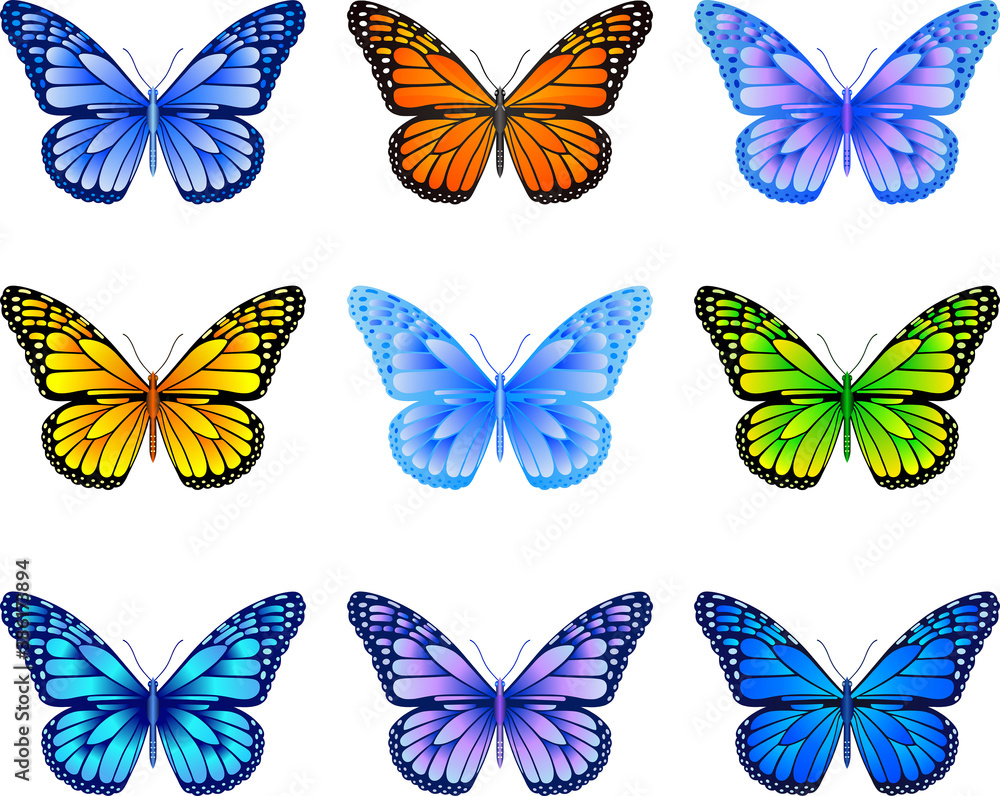 Butterfly mix Butterfly mix