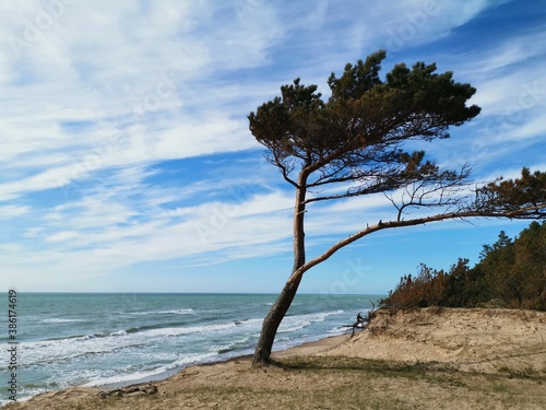 tree on the beach © Helen