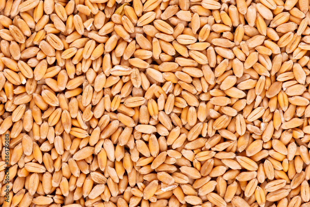 Wheat grains background. Processed organic dry wheat seeds. Wheat grains background. Processed organic dry wheat seeds.
