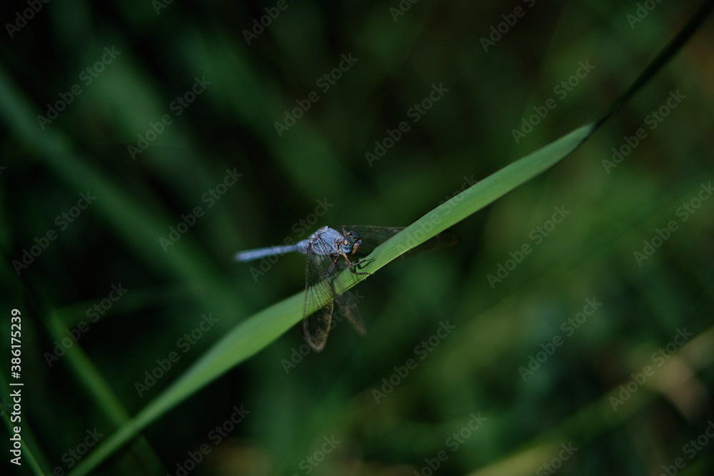 blue dragonfly on a green leaf blue dragonfly on a green leaf