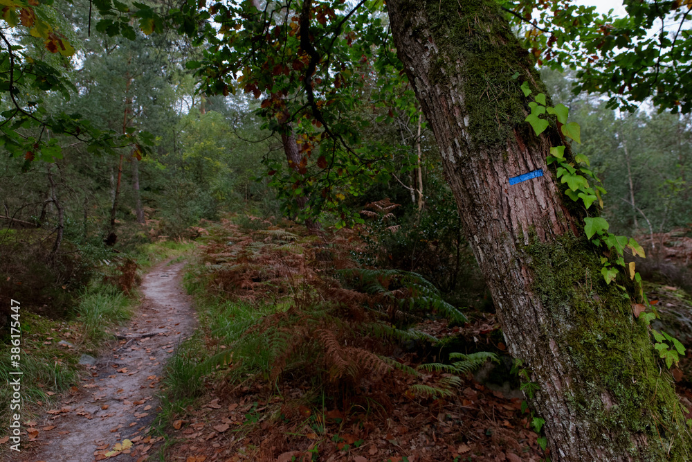 Blue footpath sign in Fontainebleau forest. Autumn saison Blue footpath sign in Fontainebleau forest. Autumn saison