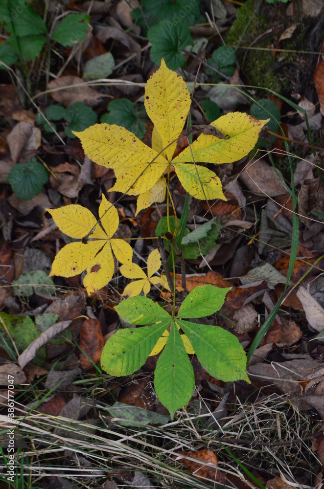 Small chestnut sprout in the autumn Park Small chestnut sprout in the autumn Park