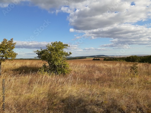 a lonely bush in the middle of a Russian field
