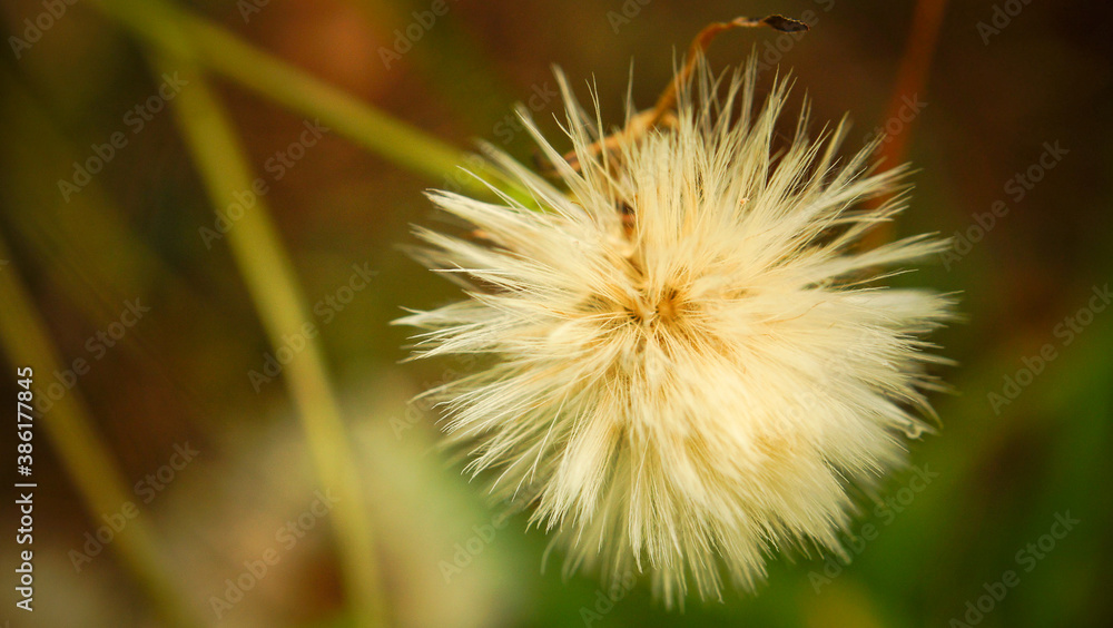 dandelion on green