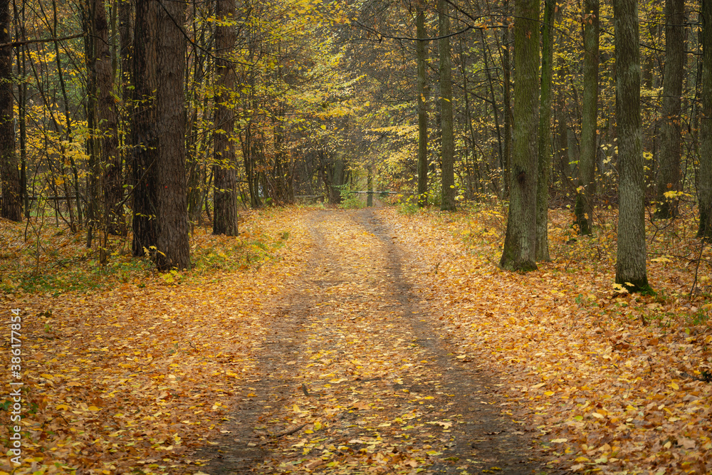 Fallen leaves on the road through the forest Fallen leaves on the road through the forest
