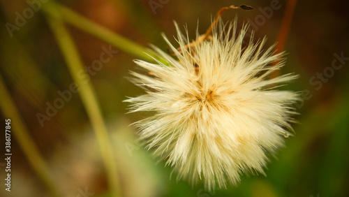 dandelion on green