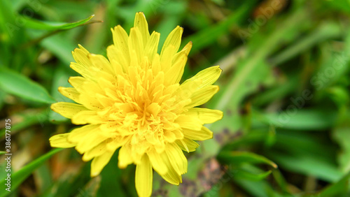 yellow flower in the garden