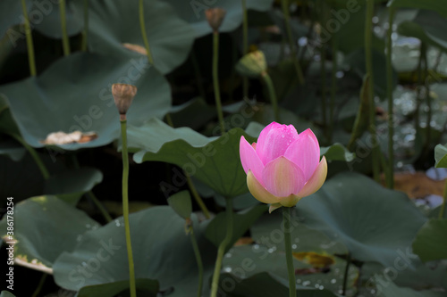 A pink lotus with water drops