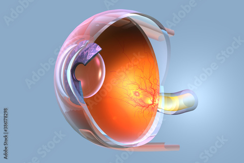 Healthy human eye anatomy, medically 3D illustration photo