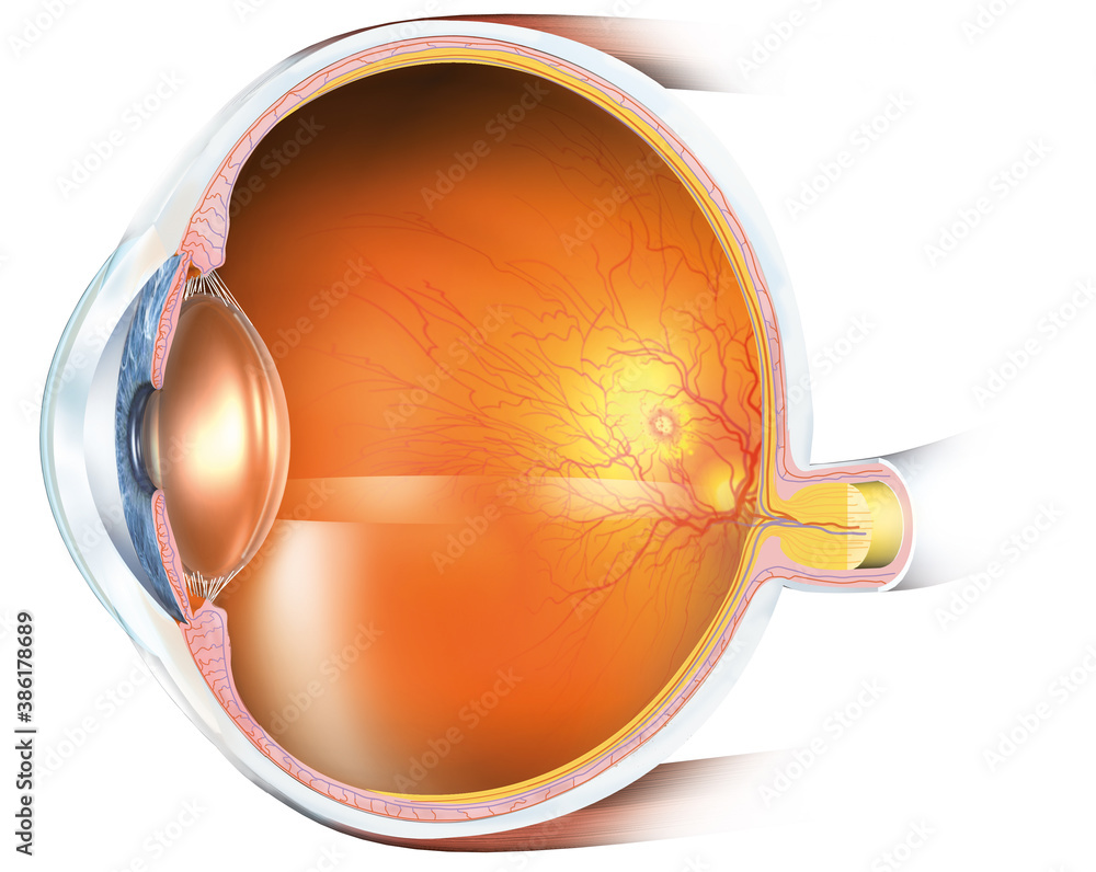 Fotografie Human eye with artificial lens, medically 3D illustration