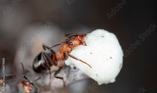 big forest ants in a native habitat  © vadim_fl