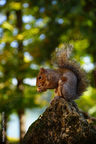 Giovane scoiattolo su una roccia mangia una noce su uno sfondo verde in mezzo alla natura