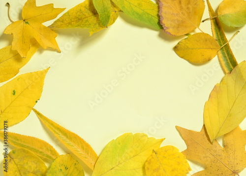 Dried leaves on yellow background. Fall concept. Flat lay, top view, copy space