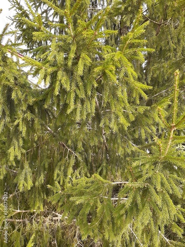 green and fluffy spruce branches