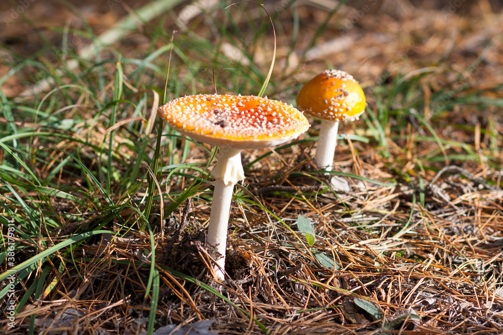 Close up of two red fly agarics in pine forest Close up of two red fly agarics in pine forest