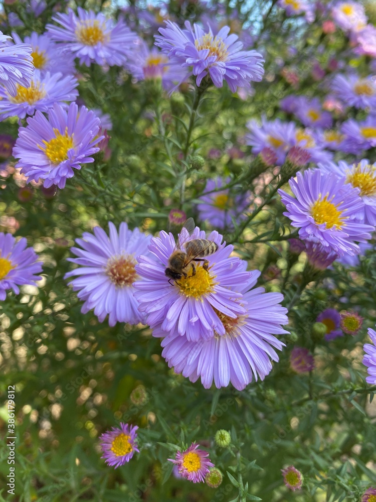 Obraz premium bee on a flower