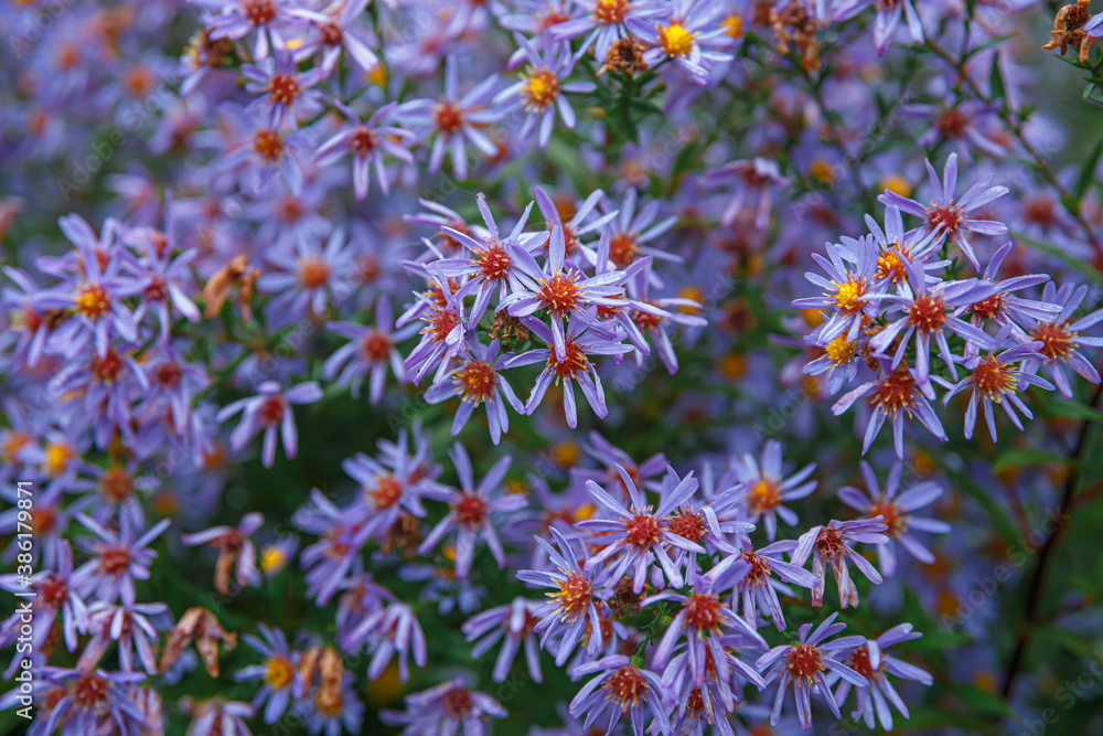 Aster Seeds Amethyst autumn flowers, Aster Seeds Amethyst autumn flowers,
