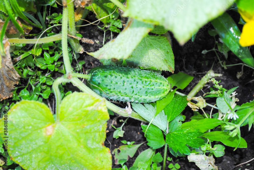 young green cucumbers grow on a branch in the vegetable young green cucumbers grow on a branch in the vegetable