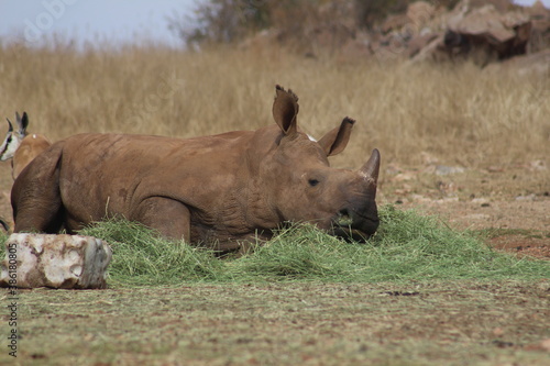 Photo Taken in Lion and Rhino Reserve, Krugersdorp © Sethumaathavan