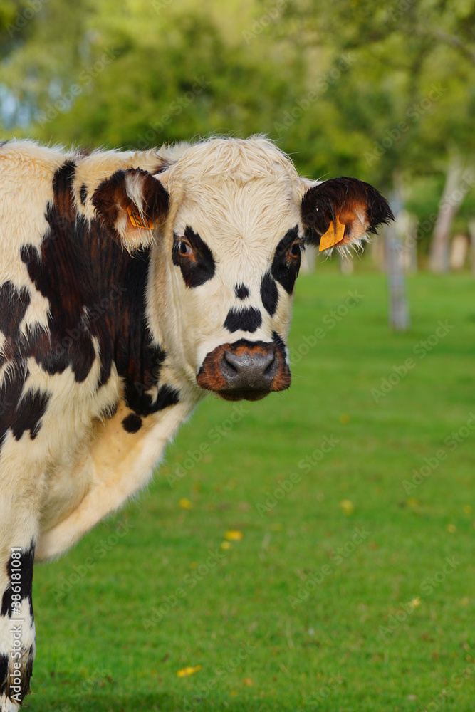 Animal ferme vache 454