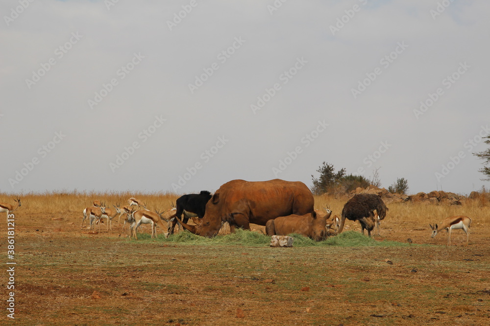 Photo Taken in Lion and Rhino Reserve, Krugersdorp Photo Taken in Lion and Rhino Reserve, Krugersdorp
