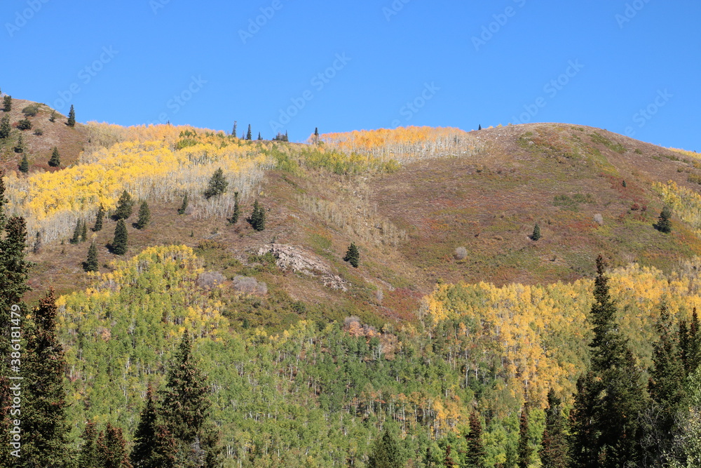 Strand of aspen trees turning yellow in the high country of Wasatch Mountains of Utah