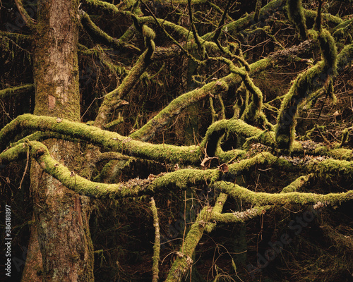 Forest Photography in the woodland at Gisburn Forest in Lancashire in Autumn.