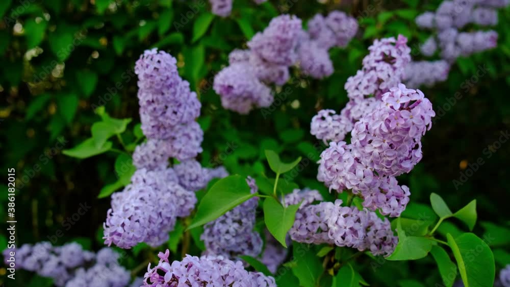 Green foliage and blooming lilac flowers in spring. Green foliage and blooming lilac flowers in spring.