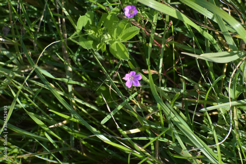 Obraz premium flower in the grass