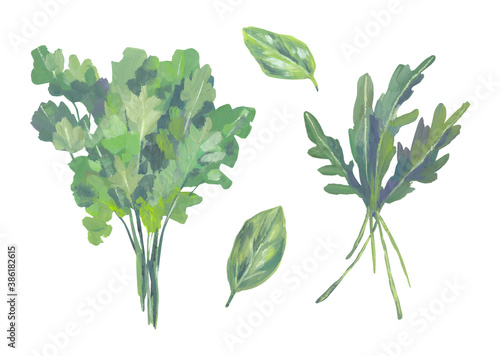 Arugula  spinach and parsley in gouache on a white background. Cute illustration for recipe and menu. The concept of a healthy diet  organic products  gardening. Illustration drawn by hand. Isolated.