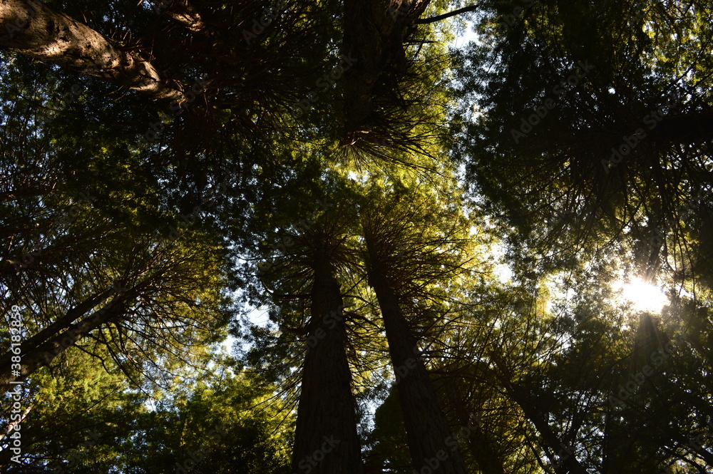 Obraz premium Hiking and camping on the Lost Coast among the Redwood (Sequoia) trees in Northern California, USA