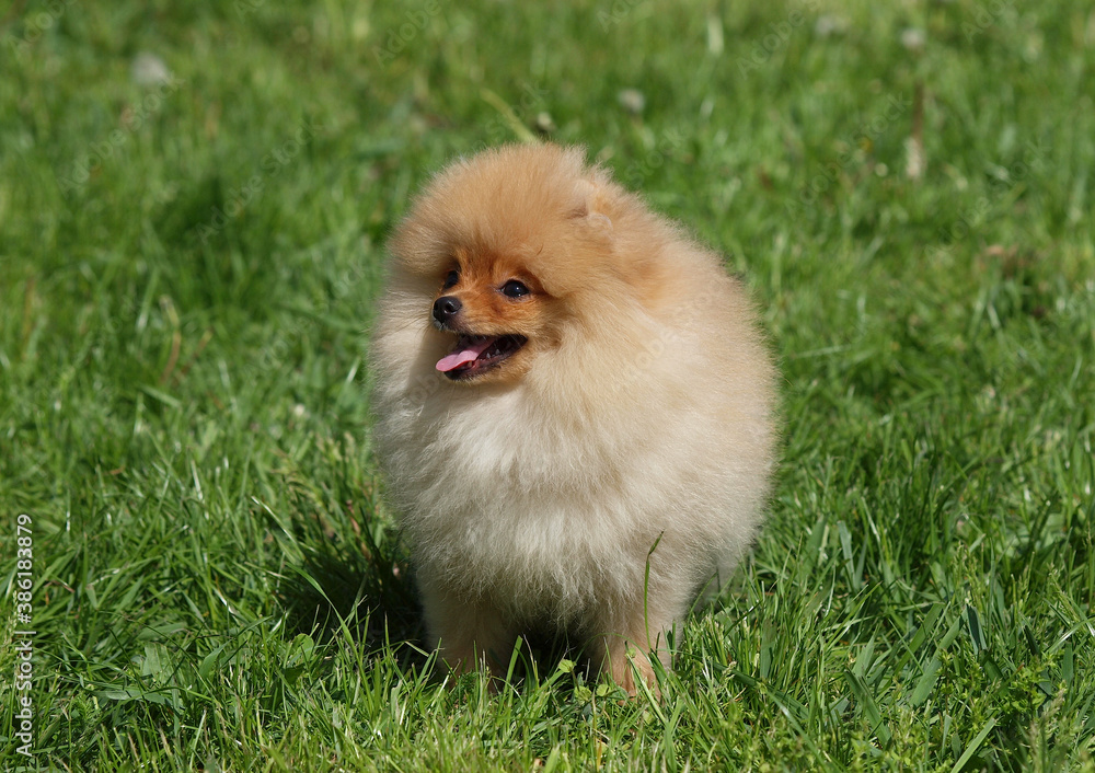 Small Pomeranian Spitz Puppy on the Green Lawn