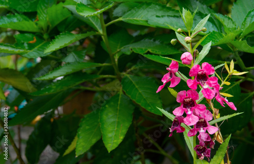 beautiful waew wichian pink dark green leaves, yellow. Blurred background. little flower angelonia angustifolia benth in thailand. photo