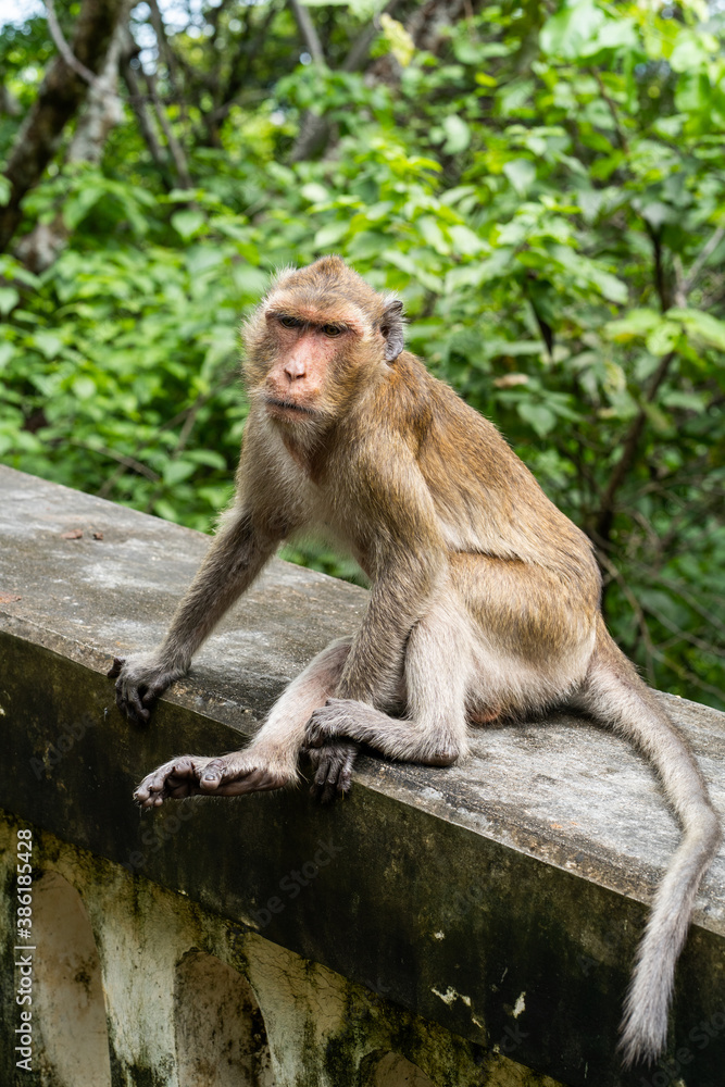 Fototapeta premium Monkey sitting on the wall with nature background