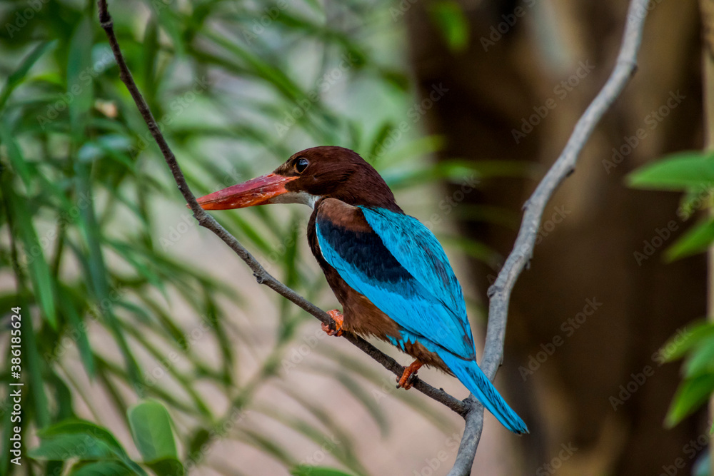 Fototapeta premium close up of a white throat-ed kingfisher