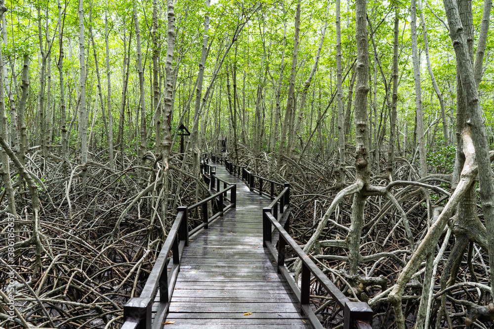 Obraz premium Wooden path in mangrove tropical rain forest