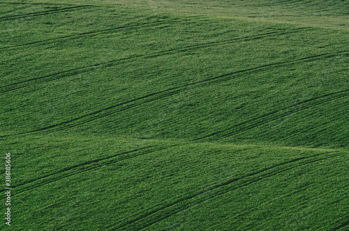 Green grass field background © Roxana