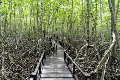 Wooden path in mangrove tropical rain forest