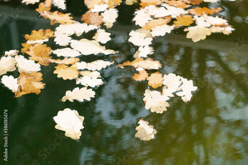 Brown dry autumn leaves floating in the water.