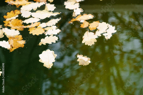 Brown dry autumn leaves floating in the water.