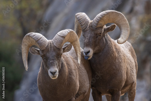 Rams in the Canyon © swkrullimaging