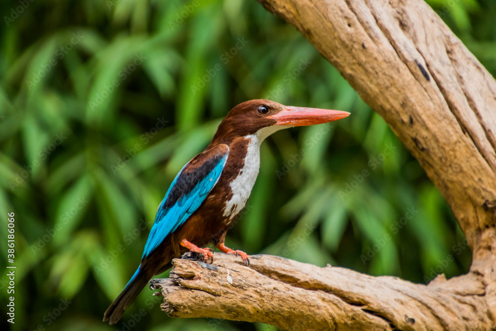 Fototapeta premium close up of a white throat-ed kingfisher