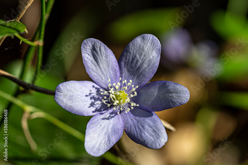 flower with six violet petals and yellow and white center