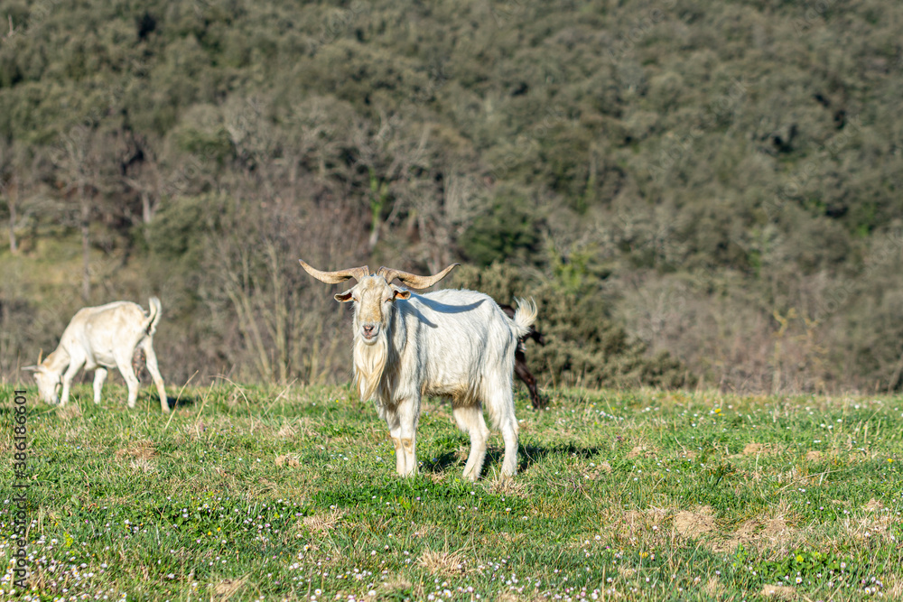 horned white goat free on the mountain horned white goat free on the mountain