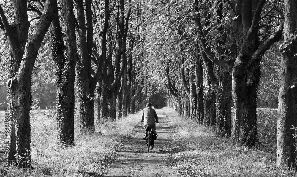 Fototapeta premium Cyclist in a chestnut avenue